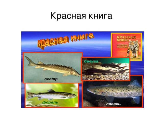 Красная книга