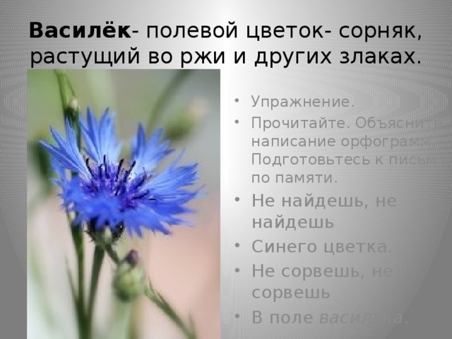 Василёк - полевой цветок- сорняк, растущий во ржи и других злаках.