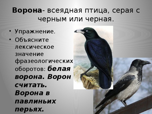 Ворона - всеядная птица, серая с черным или черная.