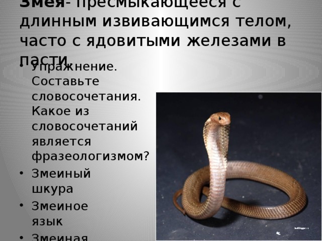 Змея - пресмыкающееся с длинным извивающимся телом, часто с ядовитыми железами в пасти.