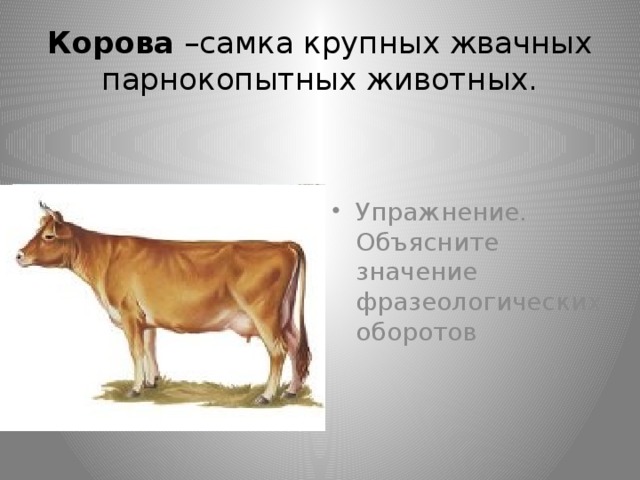 Корова –самка крупных жвачных парнокопытных животных.