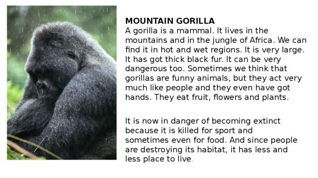 MOUNTAIN GORILLA A gorilla is a mammal. It lives in the mountains and in the jungle of Africa. We can find it in hot and wet regions. It is very large. It has got thick black fur. It can be very dangerous too. Sometimes we think that gorillas are funny animals, but they act very much like people and they even have got hands. They eat fruit, flowers and plants. It is now in danger of becoming extinct because it is killed for sport and sometimes even for food. And since people are destroying its habitat, it has less and less place to live .