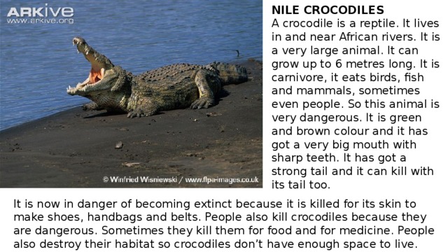 NILE CROCODILES A crocodile is a reptile. It lives in and near African rivers. It is a very large animal. It can grow up to 6 metres long. It is carnivore, it eats birds, fish and mammals, sometimes even people. So this animal is very dangerous. It is green and brown colour and it has got a very big mouth with sharp teeth. It has got a strong tail and it can kill with its tail too. It is now in danger of becoming extinct because it is killed for its skin to make shoes, handbags and belts. People also kill crocodiles because they are dangerous. Sometimes they kill them for food and for medicine. People also destroy their habitat so crocodiles don’t have enough space to live. 