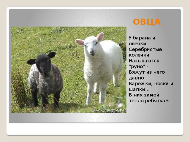 ОВЦА У барана и овечки  Серебристые колечки   Называются 