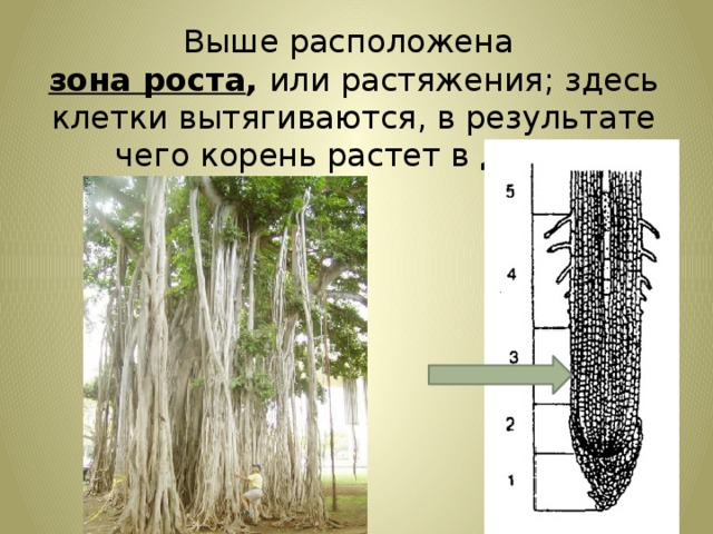 Выше расположена зона роста , или растяжения; здесь клетки вытягиваются, в результате чего корень растет в длину.