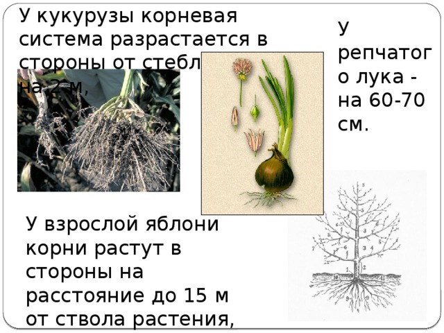 У кукурузы корневая система разрастается в стороны от стебля почти на 2 м, У репчатого лука - на 60-70 см. У взрослой яблони корни растут в стороны на расстояние до 15 м от ствола растения, а в глубину до 3—4 м.