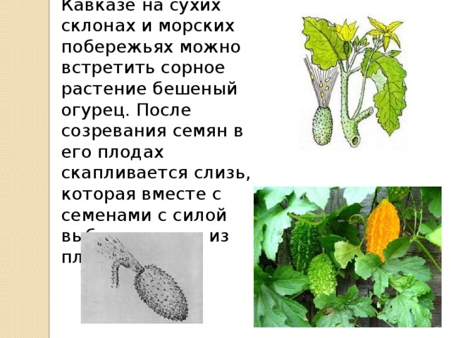 семена доклад по биологии