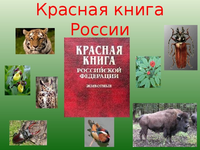 Красная книга россии картинки