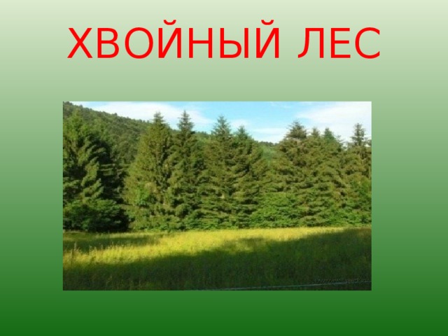 ХВОЙНЫЙ ЛЕС