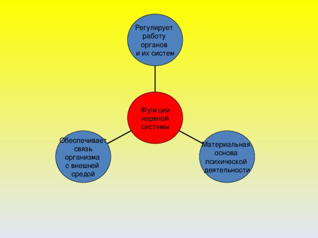 Регулирует работу органов и их систем Функции нервной системы Обеспечивает  связь организма с внешней средой Материальная основа психической деятельности