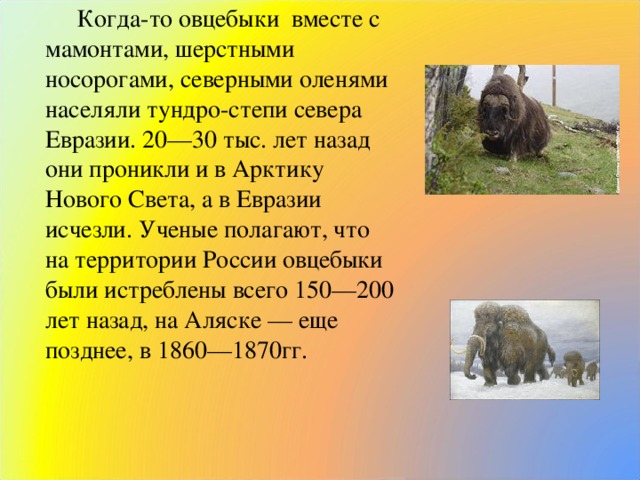 Когда-то овцебыки вместе с мамонтами, шерстными носорогами, северными оленями населяли тундро-степи севера Евразии. 20—30 тыс. лет назад они проникли и в Арктику Нового Света, а в Евразии исчезли. Ученые полагают, что на территории России овцебыки были истреблены всего 150—200 лет назад, на Аляске — еще позднее, в 1860—1870гг.