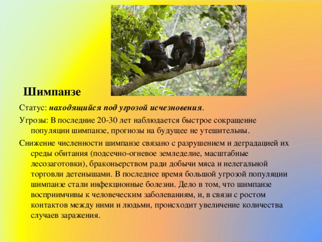   Шимпанзе Статус:  находящийся под угрозой исчезновения . Угрозы: В последние 20-30 лет наблюдается быстрое сокращение популяции шимпанзе, прогнозы на будущее не утешительны. Снижение численности шимпанзе связано с разрушением и деградацией их среды обитания (подсечно-огневое земледелие, масштабные лесозаготовки), браконьерством ради добычи мяса и нелегальной торговли детенышами. В последнее время большой угрозой популяции шимпанзе стали инфекционные болезни. Дело в том, что шимпанзе восприимчивы к человеческим заболеваниям, и, в связи с ростом контактов между ними и людьми, происходит увеличение количества случаев заражения.