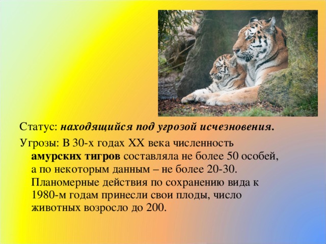 Статус:  находящийся под угрозой исчезновения. Угрозы: В 30-х годах XX века численность амурских тигров составляла не более 50 особей, а по некоторым данным – не более 20-30. Планомерные действия по сохранению вида к 1980-м годам принесли свои плоды, число животных возросло до 200.