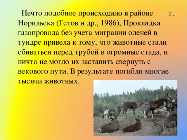 Нечто подобное происходило в районе г. Норильска (Гетов и др., 1986), Прокладка газопровода без учета миграции оленей в тундре привела к тому, что животные стали сбиваться перед трубой в огромные стада, и ничто не могло их заставить свернуть с векового пути. В результате погибли многие тысячи животных.