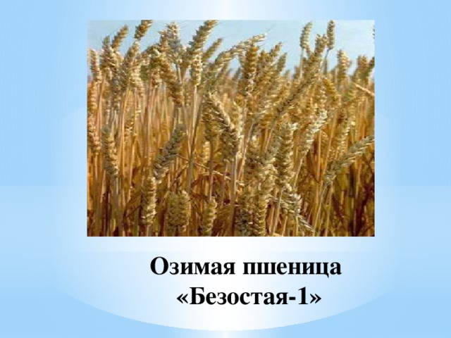 Озимая пшеница «Безостая-1»