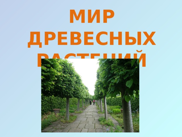 МИР ДРЕВЕСНЫХ РАСТЕНИЙ