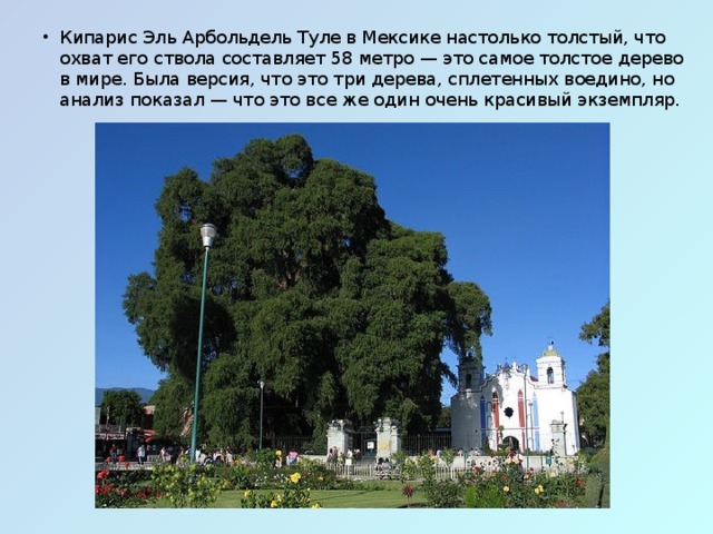 Кипарис Эль Арбольдель Туле в Мексике настолько толстый, что охват его ствола составляет 58 метро — это самое толстое дерево в мире. Была версия, что это три дерева, сплетенных воедино, но анализ показал — что это все же один очень красивый экземпляр.