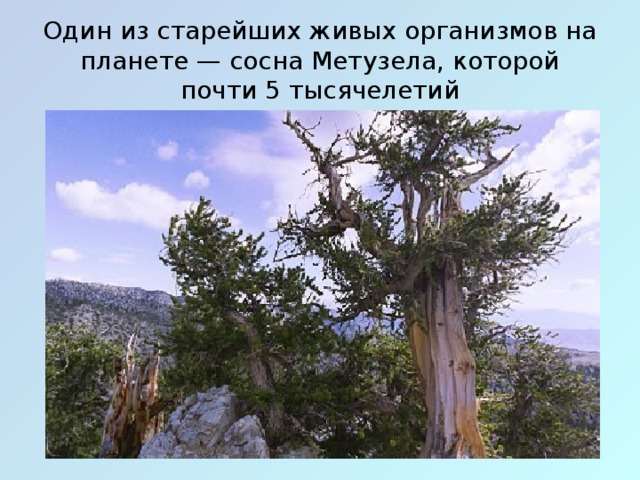 Один из старейших живых организмов на планете — сосна Метузела, которой почти 5 тысячелетий