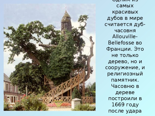 Одним из самых красивых дубов в мире считается дуб-часовня Allouville-Bellefosse во Франции. Это не только дерево, но и сооружение, и религиозный памятник. Часовню в дереве построили в 1669 году после удара молнии