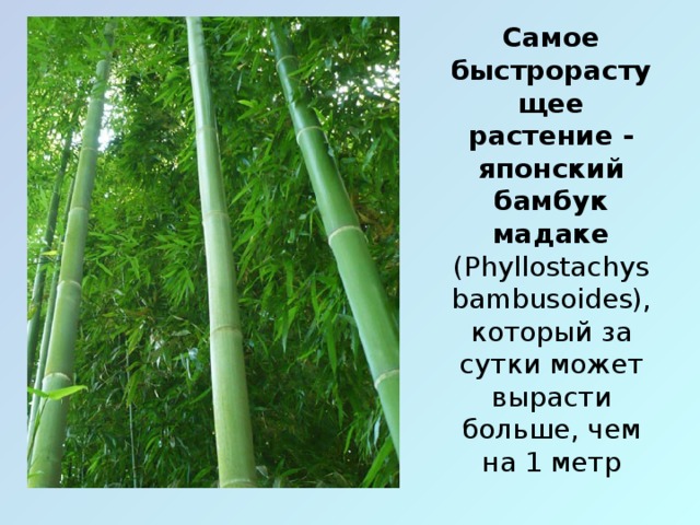 Самое быстрорастущее растение - японский бамбук мадаке (Phyllostachys bambusoides), который за сутки может вырасти больше, чем на 1 метр