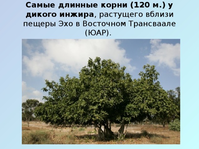 Самые длинные корни (120 м.) у дикого инжира , растущего вблизи пещеры Эхо в Восточном Трансваале (ЮАР).