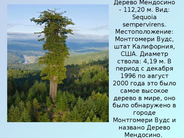 Дерево Мендосино - 112,20 м. Вид: Sequoia sempervirens. Местоположение: Монтгомери Вудс, штат Калифорния, США. Диаметр ствола: 4,19 м. В период с декабря 1996 по август 2000 года это было самое высокое дерево в мире, оно было обнаружено в городе Монтгомери Вудс и названо Дерево Мендосино.