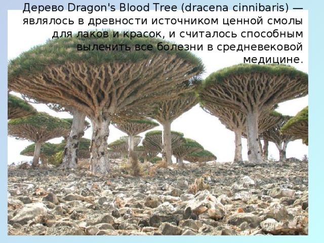 Дерево Dragon's Blood Tree (dracena cinnibaris) — являлось в древности источником ценной смолы для лаков и красок, и считалось способным вылечить все болезни в средневековой медицине.