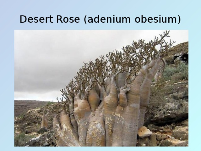 Desert Rose (adenium obesium)