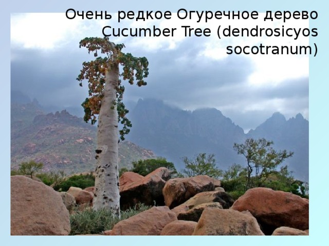 Очень редкое Огуречное дерево Cucumber Tree (dendrosicyos socotranum)