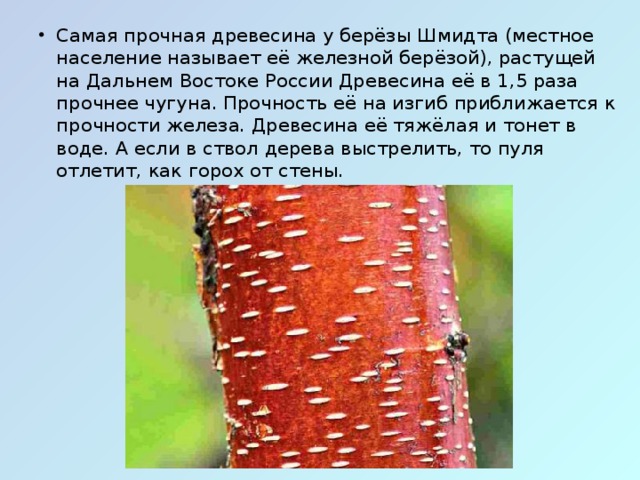самое плотное дерево в россии