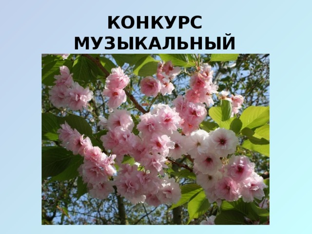 Конкурс  музыкальный