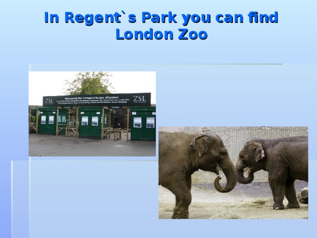In Regent`s Park you can find London Zoo