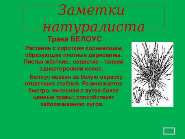 Заметки натуралиста   Трава БЕЛОУС  Растение с коротким корневищем, образующее плотные дерновины. Листья жёсткие,  соцветие - тонкий односторонний колос.  Белоус назван за белую окраску отцветших стеблей. Размножается быстро, вытесняя с лугов более ценные травы; способствует заболачиванию лугов.