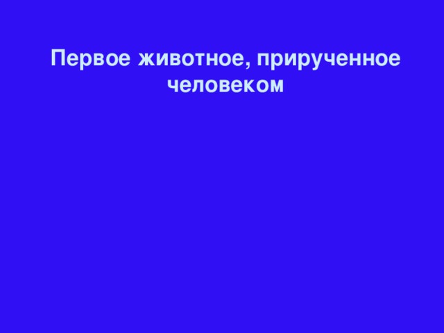 Первое животное, прирученное человеком