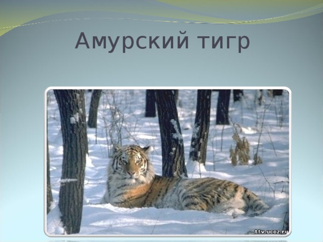 Амурский тигр