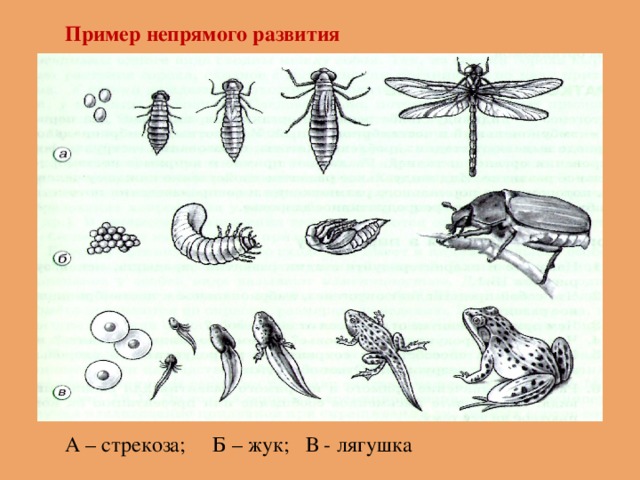 Пример непрямого развития А – стрекоза; Б – жук; В - лягушка