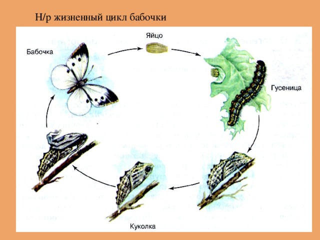 Н/р жизненный цикл бабочки