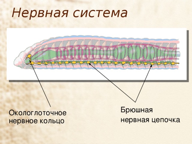 Нервная система Брюшная нервная цепочка Окологлоточное нервное кольцо