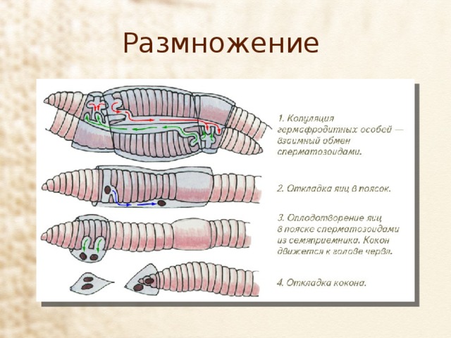 Размножение