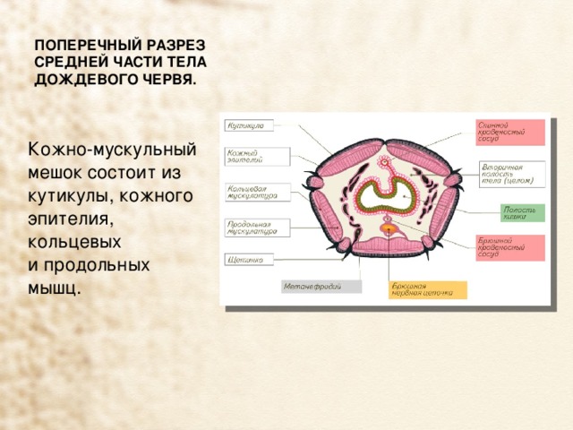 ПОПЕРЕЧНЫЙ РАЗРЕЗ СРЕДНЕЙ ЧАСТИ ТЕЛА ДОЖДЕВОГО ЧЕРВЯ.  Кожно-мускульный мешок состоит из кутикулы, кожного эпителия, кольцевых и продольных мышц.