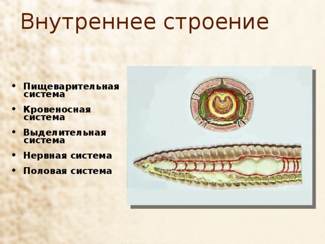 Внутреннее строение Пищеварительная  система Кровеносная  система Выделительная  система