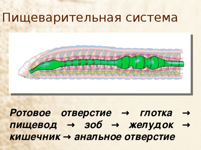 Пищеварительная система Ротовое отверстие → глотка → пищевод → зоб → желудок → кишечник → анальное отверстие