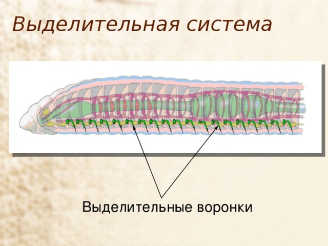 Выделительная система Выделительные воронки