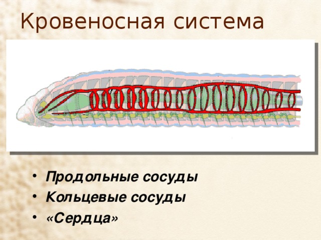 Кровеносная система