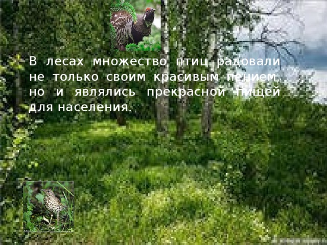 В лесах множество птиц радовали не только своим красивым пением, но и являлись прекрасной пищей для населения.