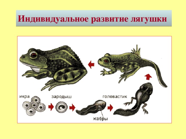 Вам следует описать по рисунку стадии развития лягушки как представителя класса земноводных
