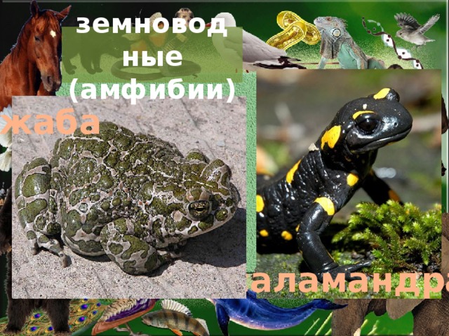 земноводные (амфибии) жаба саламандра