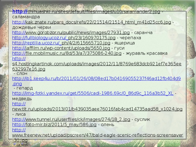 http:// chihuashki.ru/sites/default/files/images/u10/salamander2.jpg  - саламандра http:// kak.znate.ru/pars_docs/refs/22/21514/21514_html_m41d25cc6.jpg  - дождевые черви http:// www.gorobzor.ru/public/news/images/27931.jpg  - саранча http://fullbiology.ucoz.ru/_ ph/23/160970175.jpg  - черепаха http://reptilia.ucoz.ru/_ ph/4/2/615665710.jpg  - ящерица http:// jaffilm.ru/wp-content/uploads/5650.jpg  - гуси http:// file.mobilmusic.ru/8d/53/a7/375086-240.jpg  - журавль красавка http:// s4.hostingkartinok.com/uploads/images/2012/11/8769e683dcb921ef7e365ee632997e16.jpg  - слон http://ib1.keep4u.ru/b/2011/01/26/08/08ed17b04169055237f46ad12fb404d9.png  - гепард http://img-fotki.yandex.ru/get/5506/cadi-1986.69c/0_86d9c_116a3b52_XL  - медведь http:// new.tlt.ru/uploads/2013/01/b439035aee76016fab4cad14735aad58_x1024.jpg  - лиса http:// www.tunnel.ru/userfiles/ck/images/274/18_2.jpg  - суслик http:// foto-mir.biz/2011/5_may/586.jpg  - олень http:// www.freenew.net/upload/pscreen/47/bald-eagle-scenic-reflections-screensaver-30.jpg  - орел http:// edgraphics.h1.ru/Photos%20animals/anim020.jpg  - утята