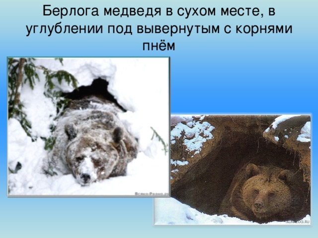 Берлога медведя в сухом месте, в углублении под вывернутым с корнями пнём