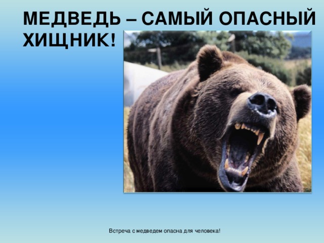 МЕДВЕДЬ – САМЫЙ ОПАСНЫЙ ХИЩНИК! Встреча с медведем опасна для человека!